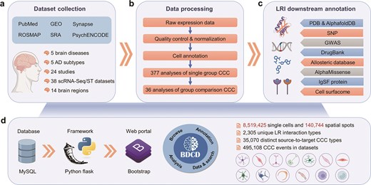 Diagram illustrating the comprehensive workflow for constructing the Brain Disease Cell-cell Communication Database (BDCD). It outlines the process from data collection of single–cell and spatial transcriptomics across multiple brain diseases and regions, through computational analysis of cell–cell communication, to the downstream annotation of ligand–receptor interactions with structural, genetic, and therapeutic insights.