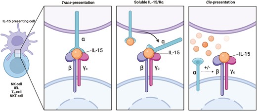 Modes of IL-15 presentation. IL-15 functions predominantly by trans-presentation where membrane bound IL-15/IL-Rα is presented by IL-15 presenting cells to the heterodimeric IL-2Rβ/γc present on lymphocytes. Alternatively, soluble IL-15/IL-15Rα shed by IL-15 presenting cells can also bind to heterodimeric receptors on lymphocytes to activate signalling. In addition to these mechanisms, binding of soluble IL-15 to IL-15Rα can allow signalling of adjacent IL-2Rβ/γc present on the same cell through cis-presentation. Created in Biorender.com.