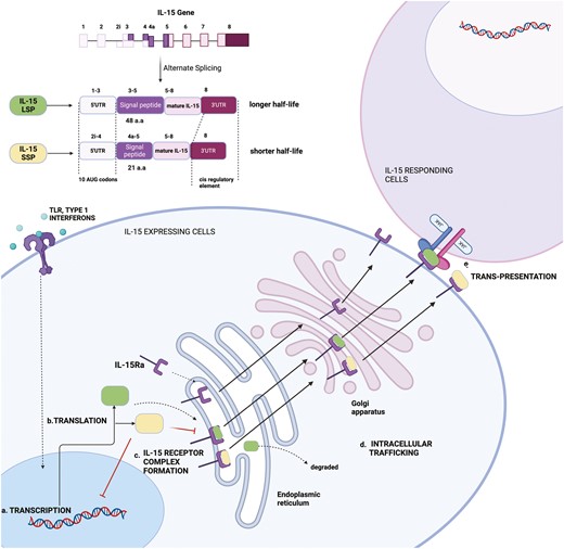 Multifaceted regulation of IL-15 expression. IL-15 expression is modulated at various levels, such as transcription, translation, receptor complex formation, intracellular trafficking, and surface presentation. IL-15 transcription is induced in IL-15-expressing cells by Toll-like receptor or type I interferon receptor activation. Alternate splicing of Il15 results in the formation of two isoforms of IL-15 containing a short (21 amino acids) signal peptide (IL-15SSP) and long (48 amino acids) signal peptide (IL-15LSP) where IL-15SSP inhibits the transcription of IL-15LSP. Translational efficiency is reduced due to 10AUG codons in the 5ʹUTR and a negative cis-regulatory element in the C terminal. In the cell, IL-15 forms a complex with IL-15Rα in the endoplasmic reticulum. IL-15SSP competes with IL-15LSP for binding to IL-15Rα. IL-15Rα/IL-15 complex is stable, escapes degradation, moves through the Golgi complex, and is expressed on the cell’s surface, where it is trans-presented to the IL-15 responding cells. Created in Biorender.com.
