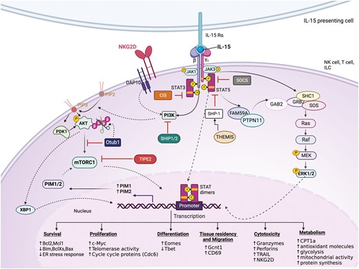 IL-15 signalling in immune cells. Upon IL-15 trans-presentation to heterodimeric IL-2Rβ/γc on the target cell, three main signals are initiated: JAK/STAT pathway, PI3K/AKT/mTOR pathway, and MAPK pathway, to promote various cellular functions such as survival, proliferation, differentiation, motility, metabolism, and cytotoxicity. Activation of the JAK/STAT pathway leads to STAT3/5 dimerization, and STAT dimers translocate to the nucleus to initiate transcription of various genes. Simultaneously, the recruitment of PI3K to the receptor increases PIP3, which can activate PDK1 and AKT and initiate further downstream signalling through mTOR. In addition, AKT activation leads to stabilization of XBP1 which can translocate to the nucleus to initiate further transcriptional programs. Meanwhile, the recruitment of various adaptor proteins such as FAM59, PTPN11, GAB2, GRB2, SHC1, and SOS to the activated receptor stimulates the MAP kinase pathway. IL-15 receptor stimulation also activates negative feedback through the upregulation of various negative regulators of the JAK/STAT signalling, such as the SOCS family proteins (SOCS1, CIS, SHP1) and inhibitors of the AKT pathway such as Otub1 and TIPE2. Created in Biorender.com.