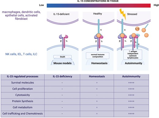 IL-15 as a homeostatic and proinflammatory cytokine. Loss of IL-15 signalling leads to deficiency in immune cell populations such as NK cells, memory T cells, and IELs. IL-15, at moderate levels during steady state, is required to develop and maintain several immune cells such as NK cells, IEL, TMEM, and ILC. At physiological levels, IL-15 regulates apoptosis, proliferation, metabolism, and cell trafficking. However, with an increase in IL-15 expression observed during inflammation and autoimmunity, a robust continuous signalling by IL-15 leads to increase in cytotoxicity in addition to survival, proliferation, metabolism, and cell motility which leads to an imbalance in immune response causing tissue damage.