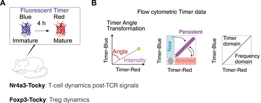 the Tocky system for analysing T-cell dynamics. (A) A schematic figure for Fluorescent Timer reporter mice (Tocky mice). Nr4a3-Tocky allows analysis of T-cell dynamics following TCR signals and Foxp3-Tocky enables investigation of Treg dynamics. The maturation half-life of immature blue and BFP-like fluorescence is 4 h and the protein half-life of the mature mCherry-type red protein is 120 h. (B) The Tocky locus approach and trigonometric transformation of Timer fluorescence data. Timer expression is converted into Timer Angle and Timer Intensity. The first half of Timer Angle (0˚–45˚) shows the temporal sequence of events following new transcription, while the second half (45˚– 90˚) represents transcriptional frequency, with values nearing 45° indicating the highest frequency