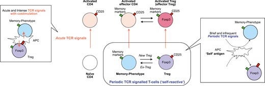 the two axes activation model for T-cell activation dynamics. This model introduces two dimensions of T-cell activation via T-cell receptor (TCR) signals: Acute and Periodic TCR signals, for CD4+ T cells, including naïve, memory-phenotype, and regulatory T cells (Treg). (1) Acute TCR signals: characterized by acute TCR signals accompanied by co-stimulation through CD28, facilitated by intense interactions with antigen-presenting cells (APCs), typically occurring during inflammation. These signals can activate all three T-cell populations, which are then identified as activated CD4 + T cells, activated effector T cells, and activated Treg (or effector Treg). (2) Periodic TCR signals: ‘self-reactive’ T cells, including Treg and naturally arising memory-phenotype T cells, periodically receive TCR signals through their ‘self-reactive’ TCRs, potentially recognizing self-antigens and innocuous antigens, such as those from microbiota. The interactions between T cells and APCs that induce periodic TCR signals are typically brief and transient. Note that some memory-phenotype T cells may initiate new Foxp3 expression and are then identified as Treg, while some Treg may lose Foxp3 expression and are then identified as memory-phenotype T cells