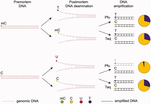  Epigenetic analysis of aDNA. As a result of cytosine and methyl-cytosine deamination in postmortem sample, we observe C→U and mC→T conversions. When Taq polymerase is used for DNA amplification, both C→U and mC→T will be recorded as T (this is the major difference between ancient and bisulphite-treated samples when only unmethylated cytosine in converted to U while mC remains unchanged). When Pfu polymerase is used, U will not be amplified, while those T that appeared as a result of mC→T conversion will be read as T. The pie charts demonstrate the ratio of sequenced C to T. This C/T ratio with Taq and Pfu along with comparison with the reference genome allows detection of methylated cytosines: in the case of postmortem deamination C→U and PCR by Pfu the frequency of T will be decreased. 
