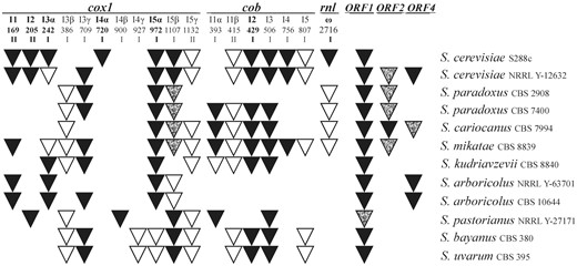Occurrence of introns and free-standing ORFs. Introns and free-standing ORFs with at least one motif characteristic for the homing endonucleases (LAGLIDADG, GIY-YIG, etc.) are in black; without reading frame are white; with truncated ORF interrupted by stop codon are spotted. Numbers indicate the base preceding the intron insertion site in the CDS. Positions of introns, known as mobile, in S. cerevisiae are marked in bold6; I—group I introns, II—group II introns. ORF1, ORF2 and ORF4 correspond to the nomenclature used in reference29 (their ORF5 is an ORF coded by the rnl ω intron). Only ORFs containing at least one endonuclease/maturase motif were considered.
