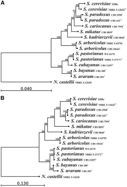 Saccharomyces phylogeny. Both trees were constructed from unambiguously aligned concatenated DNA sequences using the Maximum likelihood phylogeny PhyML program. (A) mtDNA-derived phylogeny from DNA sequences coding for proteins in the order cox1, atp8, atp6, cob, atp9, cox2, cox3. (B) Nuclear DNA-derived phylogenetic tree from CCA1, CYT1, MLS1, RPS5, LAS1, MET4, NUP116, ZDS2, PDR10 and DSN1 protein-coding genes used in population studies.36–39 The branch length is proportional to the nucleotide differences indicated by the bar. The numbers given at the nodes are the frequencies of a given branch appearing in 1,000 bootstrap replications. All are above 50%, indicating good statistical support. Naumovia castellii NRRL Y-12630 was used as an outgroup.