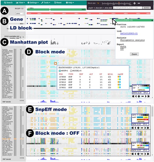 The main window of TASUKE+ showing GWAS and variant information for resequencing data obtained from 176 rice varieties. (A) Positions on the reference genome and annotation information are shown in the uppermost pane. (B) Annotation information tracks show features provided by a GFF format file (e.g. gene structures and LD blocks). By clicking on a gene, a pop-up window containing detailed information appears. (C) GWAS Manhattan plots are displayed below the annotation pane. (D)The variant frequency (blue) and read depth (grey) for each accession are shown with a colour gradient. Unmapped sites are coloured light yellow. Upon clicking on a block, detailed information for the variants pops up. (E) SnpEff mode shows the variant effect levels, namely, MODIFIER (sky blue), LOW (yellow), MODERATE (orange) and HIGH (red), inferred by SnpEff. (F) Variants can also be shown by their precise genomic positions with nucleotides coloured orange for A, pink for T, green for G and blue for C.