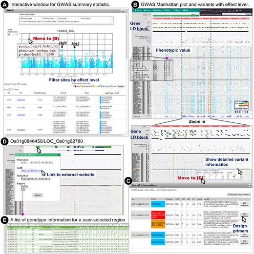 Exploration of GWAS data. (A) GWAS results are displayed in an interactive Manhattan plot, and a table of summary statistics and variant effects is displayed in a subwindow. (B) Upon clicking on a position in the plot or table, the main window of TASUKE+ moves to the corresponding position. The GWAS results, variants and annotation information can be viewed interactively. (C) Detailed information of variants and possible functional effects inferred by snpEff. Primers for selected sites or regions of interest can be designed quickly. (D) Gene structure of Os01g0846450/LOC_Os01g62780 and a sub-window for the gene information, external link, phylogenetic analysis and export functions. (E) Download list of genotypes and annotation information for a user-selected region.