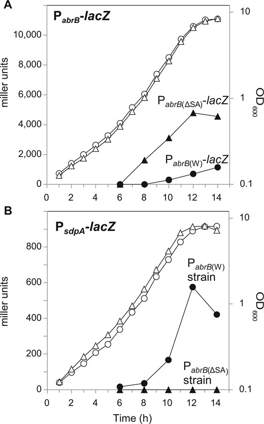 Effect of deletion of the Spo0A binding sequence at the abrB promoter. (A and B) LacZ assay of OA105-derived strains cultured in the minimal medium containing 20 g l−1 glucose. (A) The expression of PabrB(W)-lacZ (OA124, closed circles) and PabrB(ΔSA)-lacZ (OA125, closed triangles) and the growth of the OA124 (open circles) and OA125 (open triangles) strains carrying these promoter fusions are shown. (B) The expression of PsdpA-lacZ in PabrB(W) (OA131, closed circles) and PabrB(ΔSA) (OA137, closed triangles) and the growth of the OA131 (open circles) and OA137 (open triangles) strains carrying these promoter fusions are shown.