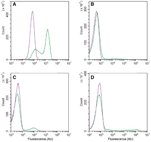 Flow cytometric analysis of the expression of Phag-gfp (A), PtapA-gfp (B), PsspB-gfp (C), and PcomGA-gfp (D) in MGB874 (green line) and its PabrB(ΔSA)-derivative (purple line). Cells were cultured as described in the legend to Fig. 4 for 20 h (A and B) or 30 h. (A color version of this figure appears in the online version of this article.)