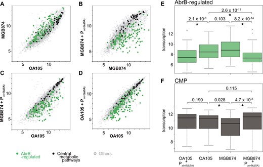 Comparison of the transcriptome profiles of AbrB-regulated and CMP genes between OA105 and MGB874 with or without the PabrB(ΔSA) mutation. (A–D) Scatter plots (log2 scale) of the transcriptional signals of each gene. AbrB-regulated (green) and CMP (black) genes are shown as colored dots. The other genes are shown as gray dots. (A) Scatter plots of OA105 and MGB874 cells. (B) Scatter plots of the MGB874 and MGB874 containing PabrB(ΔSA) strains (OA191). (C) Scatter plots of the OA105 and MGB874 containing PabrB(ΔSA) strains (OA191). (D) Scatter plots of the OA105 and OA105 containing PabrB(ΔSA) strains (OA190). (E–F) Box plots (log2 scale) of transcription levels of AbrB-regulated and CMP genes in the OA105, MGB874, OA105 containing PabrB(ΔSA) (OA190), and MGB874 containing PabrB(ΔSA) (OA191) strains. Whiskers show minimum and maximum values, boxes represent the 25–75% data ranges, and horizontal lines within boxes are medians. P values calculated with one-sided Mann–Whitney U-test are shown. P values < 0.05 were considered to be significantly different (marked with an asterisk). (A color version of this figure appears in the online version of this article.)
