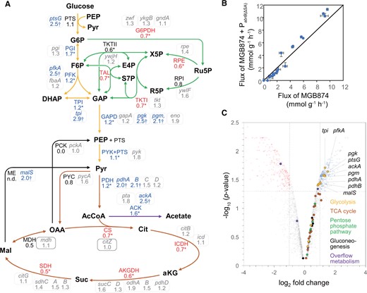 Metabolic flux distributions in the CMP in exponentially growing cells cultured in the minimal medium containing 10 g l−1 glucose in MGB874 and its PabrB(ΔSA)-introduced derivative (OA191). (A) Relative values of the absolute flux values (mmol g−1 DCW h−1) of OA191 compared with those of MGB874 are shown beside the flux of the pathway indicated by the arrow. Asterisks indicate significant differences because the 95% CI does not overlap between the strains. Relative value of malic enzyme (ME) is shown as ‘n.d.’ because both flux values are zero. The enzymes catalyzing each reaction in the pathways were assigned according to the SubtiWiki database, and the fold change (without log2 transformation) in the transcription levels of the genes in OA191 compared with those in MGB874 are shown in enclosed boxes. DE genes, as judged by a volcano plot in (C), are marked with a dagger (†). (B) Absolute flux values (mmol g−1 DCW h−1) in the CMP of MGB874 compared with those of the PabrB(ΔSA) strain using scatter plots. (C) Volcano plot analysis of the gene expression levels between MGB874 and OA191. Dots for genes involved in glycolysis, PPP, TCA cycle, gluconeogenesis, and overflow metabolism in the CMP are separately colored as indicated in the inset. Genes with log2-fold change ≥ 1 (upregulated) or ≤ 1 (downregulated) and P < 0.05 were considered to be DE.