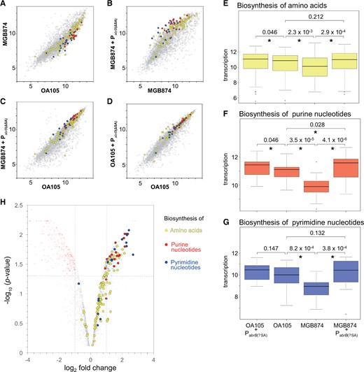 Comparison of transcriptome profiles of genes involved in the biosynthesis of amino acids and purine/pyrimidine nucleotides. (A–D) Scatter plots (log2 scale) of the transcriptional signals of each gene. Genes involved in the biosynthesis of amino acids and purine and pyrimidine nucleotides are indicated by yellow, red, and blue dots, respectively (CMP genes are included in ‘other genes’). (E–G) Box plots (log2 scale) of transcription levels of genes involved in the biosynthesis of amino acids and purine and pyrimidine nucleotides. Details are the same as described in the legend for Fig. 6E–F. (H) Volcano plot analysis of the gene expression levels between MGB874 and OA191. The genes involved in the biosynthesis of amino acids and purine and pyrimidine nucleotides are colored as in (A–D).