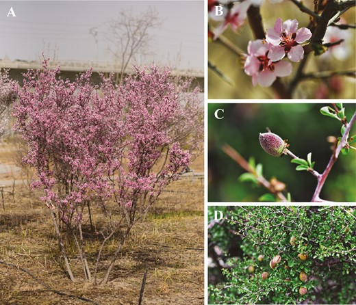 Morphological features of Prunus mongolica. (A) Whole plant in flowers, (B) flower, (C) Young fruit, (D) Ripe fruit and branches.