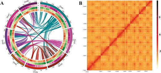 Overview of Prunus mongolica and its genome. (A) Landscape of the P. mongolica genome. The tracks from outer to inner circles indicate the following: a, chromosome ideograms; b, TE (transposable elements) density; c, gene density; d, GC content. (B) Heatmap showing Hi-C interactions at a resolution of 300 kb.
