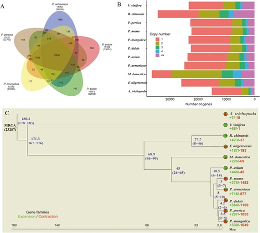 (A) Venn diagram of gene families cluster in five prunus species. (B and C) phylogenetic analysis, divergence time estimates, and the number of gene copies and their distribution among 11 plant species. The tree was constructed on the basis of 1,538 single-copy truly orthologous genes. Divergence times (Mya) are indicated by the blue numbers beside the branch nodes. The numbers of gene-family expansion and contraction events are indicated by green and red numbers, respectively, on each species branch. Pie charts show the proportions of gene families that underwent expansion or contraction. MRCA, most recent common ancestor.