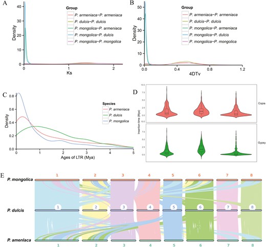 (A) Distribution of the synonymous substitution rate (Ks) between P. mongolica and P. dulcis, P. armeniaca. (B) Genome duplication in P. mongolica and genomes of related species as revealed by 4DTv analyses. (C) Distribution of insertion ages of LTR retrotransposons in the genomes of P. mongolica and genomes of related species. LTR, long terminal repeat; Mya, million years ago. (D) Copia and Gypsy elements insertion time. (E) MCscanX identified synteny blocks between P. mongolica, P. dulcis, and P. armeniaca.