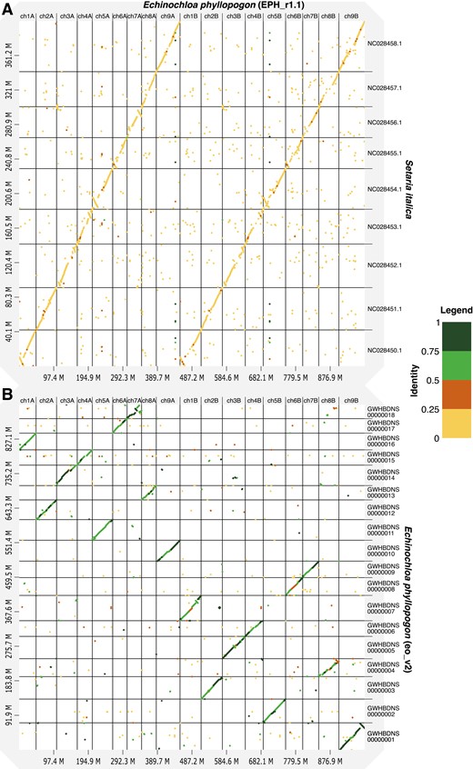 Comparative analysis of the genome sequence and structure among E. phyllopogon (EPH_r1.1), (A) S. italica, and (B) E. phyllopogon (eo_v2). Dots and colours indicate genome structure and sequence similarity, respectively.