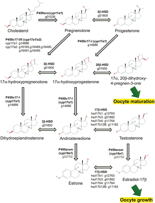 Steroidogenesis pathway of Pacific saury inferred from the gene annotation. The key enzymes in the steroidogenic pathway and their encoded genes are shown. The numbers that start with ‘g’ below the enzyme names are gene IDs of Pacific saury (Supplementary Table 1). The chemical structures are cited from PubChem.37 PubChem Compound Summary: CID 5997 cholesterol, CID 8955 pregnenolone, CID 5994 progesterone, CID 91451 17alpha-hydroxypregnenolone, CID 6238 hydroxyprogesterone (17alpha-hydroxyprogesterone), CID 107701 (20R)-17,20-dihydroxypregn-4-en-3-one (17alpha, 20beta-dihydroxy-4-pregnen-3-one), CID 5881 prasterone (dehydroepiandrosterone), CID 6128 androstenedione, CID 6013 testosterone, CID 5870 estrone, CID 5757 estradiol (estradiol-17beta).