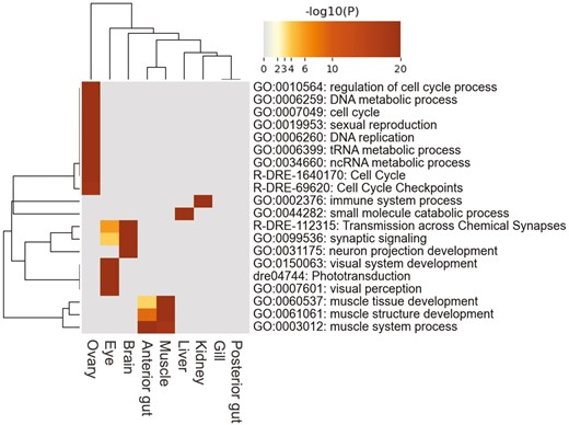 Heatmap of the top 20 enriched GO terms across tissue-specific expressed genes of the nine tissues. The heatmap cells are colored by their P values. A darker colour indicates a lower P value, whereas grey colour indicates the lack of enrichment for that term in the corresponding tissue.