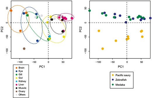 Principal component analysis (PCA) plot of the transcriptome samples. The expression data of 8,963 single-copy orthologs among Pacific saury, zebrafish, and medaka were used. The first two principal components (PCs) were plotted, and the same plot was colored according to tissues (A) and organisms (B), respectively. The anterior/posterior guts of Pacific saury were assigned to the ‘Gut’ category.