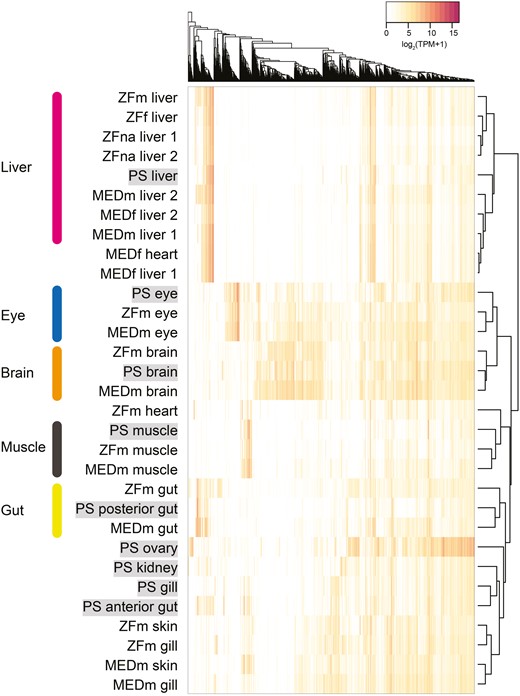 Clustering of the transcriptome samples. The heatmap was constructed using the expression data of 4,258 single-copy orthologs, which were expressed in a tissue-specific manner in Pacific saury (PS), zebrafish (ZF), or medaka (MED). For each of ZF and MED tissue samples, the sex information was added: ‘m’ for male, ‘f’ for female, and ‘na’ for ‘not analysed’.