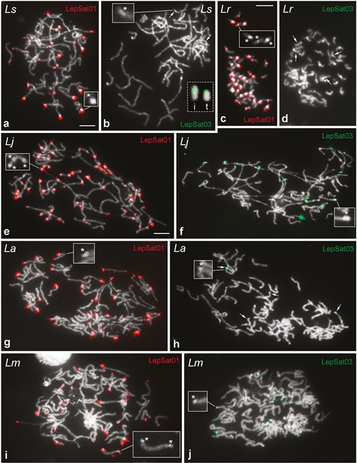 FISH mapping of LepSat01-100 (LepSat01) and LepSat03-167 (LepSat03) in male meiotic (a, b, e–j) and mitotic (c, d) chromosomes. (a, b) L. sinapis, Ls; (c, d) L. reali, Lr; (e, f) L. juvernica, Lj; (g, h) L. amurensis, La; (i, j) L. morsei, Lm. The insets (indicated by asterisks) in some panels highlight the heterochromatin blocks observed in the chromosomes of all species. Note in L. sinapis that the signals for LepSat03-167 are interstitial in one chromosome (i in inset of b) and terminal in another (t in inset of b), whereas in L. reali both signals are interstitial (d). In L. juvernica (f), L. amurensis (h) and L. morsei (j) the satDNA LepSat03-167 has multiple clusters. Bar = 10 µm.