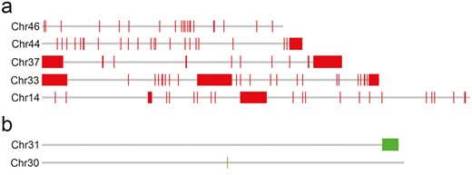 Examples of CHRISMAPP output for LepSat01-100 (a) and LepSat03-167 (b) on the chromosomes of Leptidea sinapis. (a) Chromosomes with no evident clusters (Chr 46), with one terminal cluster (Chr 44), 2 terminal clusters (Chr 37), 2 terminal, and one interstitial cluster (Chr 33) and with one interstitial cluster (Chr 14). (b) Chromosomes with an almost terminal cluster (Chr 31) and with one small signal (Chr 30).