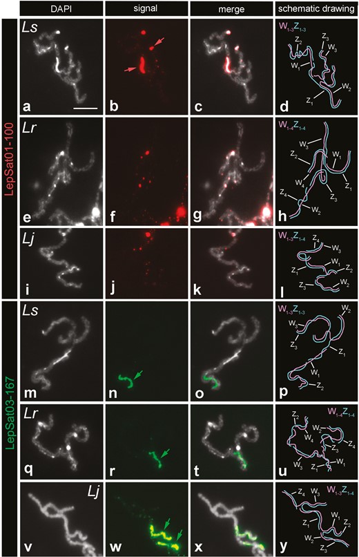FISH mapping of LepSat01-100 and LepSat03-167 in selected sex chromosome multivalents from female pachytene nuclei of 3 Western Palaearctic Leptidea species: L. sinapis (a–d, m–p), L. reali (e–h, q–u), and L. juvernica (i–l, v–y). (a, e, i, m, q, v) DAPI, (b, f, j, n, r, w) probe signals, (c, g, k, o, t, x) merged DAPI plus signals, (d, h, l, p, u, y) schematic drawing of the sex chromosome multivalents (the individual sex chromosomes in the multivalents were identified based on the distribution of heterochromatin blocks and the specific mode of meiotic pairing between the Wn and Zn chromosomes, as shown in previously published studies34,36). In the column with the probe signals, coloured arrows indicate strong and large signals. Ls (L. sinapis), Lr (L. reali), and Lj (L. juvernica). Bar = 10 µm.