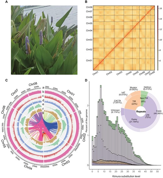 A photo of Pontederia cordata and characteristics of its genome. a) Leaves and flowers of P. cordata. b) Contact map of Hi-C-based intrachromosomal interactions. c) An overview of the genomic features of P. cordata. a) Circular representation of the pseudochromosomes (Mb), b) distribution of GC content, c) gene density, d) repeat density, e) LTR density, f) distribution of LAI score, g) paralogous gene pairs. All distributions were drawn in a window size of 1 Mb. d) A pie chart summarizing the TE content of the genome assembly. Histograms showing the distribution of Kimura substitution levels among the TEs. The Kimura substitution level (%) for each copy compared with its consensus sequence was used as a proxy for the expansion history of TEs.