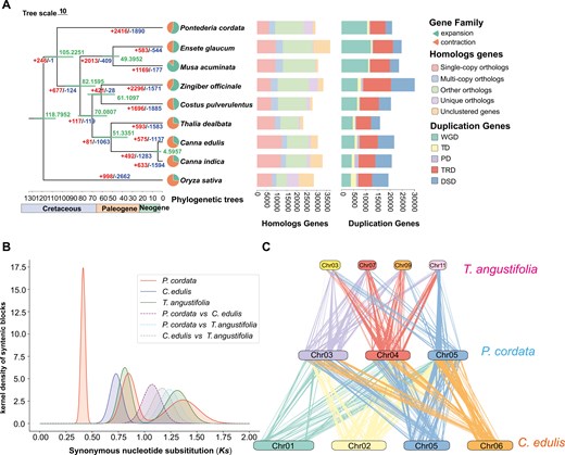 Phylogenomic analyses and whole-genome duplication analyses. a) The numbers of gene family expansion and contraction events are indicated by left and right numbers on each branch, respectively. The divergence times (Mya) are indicated using the green numbers beside the branch nodes. Pie charts show the proportions of gene families that experienced expansion or contraction. The stacked bar chart represents the distribution of homologous genes in each species, such as single-copy, multiple-copy, and unique paralog genes and other orthologs. The distribution of duplicated genes included WGD, tandem duplicates (TD), proximal duplicates (PD), transposed duplicates (TRD), and dispersed duplicates (DSD). b) Distribution of Ks, which represented the Gaussian fit of the raw Ks counts of orthologous and paralogous genes among P. cordata, T. angustifolia, and C. edulis. c) Synteny blocks between the T. angustifolia, C. edulis, and P. cordata genomes.