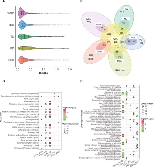 Evolutionary pressures and functional enrichment of duplicated genes in P. cordata. a) Ka/Ks ratio distributions of gene pairs derived from different types of duplications. b) KEGG functional enrichment analysis of genes overlapping between PSGs and 5 modes of duplication. c) Venn diagram showing the possible logical relationships between members of the expanded gene family and modes of duplication. DSDp, dispersed duplication that experienced positive selection; EGFs, expanded gene families; PDp, proximal duplication that experienced positive selection; TDp, tandem duplication that experienced positive selection. d) GO enrichment of genes overlapping between expanded gene families and 5 modes of duplication. The enriched GO terms with corrected P values < 0.05 are presented. The colour in the circles represents the statistical significance of the enriched GO terms. The size of the circles represents the number of genes in a GO term. The GO terms of all annotated genes are provided as background information.