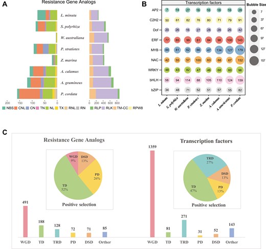 Resistance genes and TFs in P. cordata. a) Histogram shows the number of RGAs in 8 aquatic plants. b) The bubble matrix shows 9 TFs involved in environmental adaptation in the 8 aquatic plants. The numbers in the bubbles represent the number of TFs in each species. c) Bar charts showing the numbers of RGAs and TFs related to duplication events. Pie charts show the proportions of duplication types among the positively selected RGAs and TFs.
