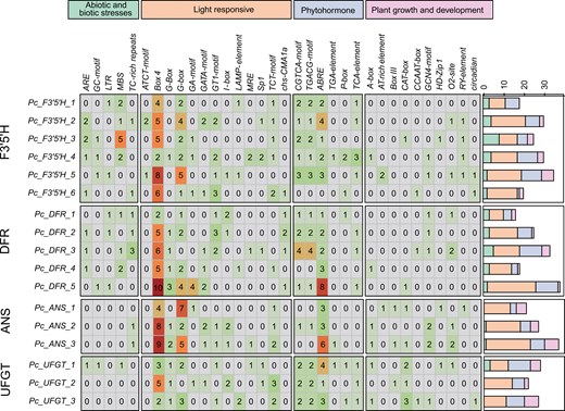 Classification and statistics of cis-acting elements for genes in anthocyanin biosynthesis pathway. The 34 kinds of cis-acting elements were divided into 4 categories. The number in the grid represents the number of elements. The stacked bar chart on the right represents the number and distribution of the 4 categories of cis-acting elements.