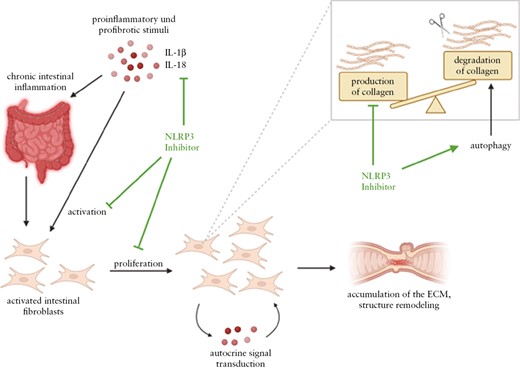 Molecular mechanism of NLRP3 inhibition in IBD. Chronic intestinal inflammation is induced by persistent proinflammatory stimuli, resulting in activation and proliferation of intestinal mesenchymal cells. Their increased activation status probably results in autocrine signal transduction in mucosal fibroblasts, which maintains the high activation status. Consequently, pathological amounts of extracellular matrix components are produced by the fibroblasts. Collagen synthesis predominates degradation of these proteins. First, the NLRP3 inhibitor inhibits the secretion of the proinflammatory cytokines IL-1β and IL-18 of intestinal immune cells. As a result, intestinal fibroblasts are less activated, leading to decreased proliferation. Therefore, the production of extracellular matrix components, as collagens, also decreases, resulting in less structure remodelling in the intestine. This prevents the formation of fibrotic structures. In addition, the NLRP3 inhibitor induces autophagy, presumably allowing degradation of already synthesized collagens. Created with BioRender.com