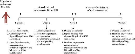 Study schematic. Fifteen patients with active PSC-IBD participated in an 8-week study where they received open-label 125 mg QDS (quater die sumendum) of oral vancomycin for the first 4 weeks (Week 4), followed by withdrawal of OV for the subsequent 4 weeks (Week 8). Lower gastrointestinal endoscopies were performed at baseline and Week 4. Clinical assessments, serum, biopsies for transcriptomics, and stool for calprotectin, metagenomics, metatranscriptomics, and bile acid metabolomics were collected at Baseline, Weeks 2, 4, and 8. Abbreviation: OV, oral vancomycin.