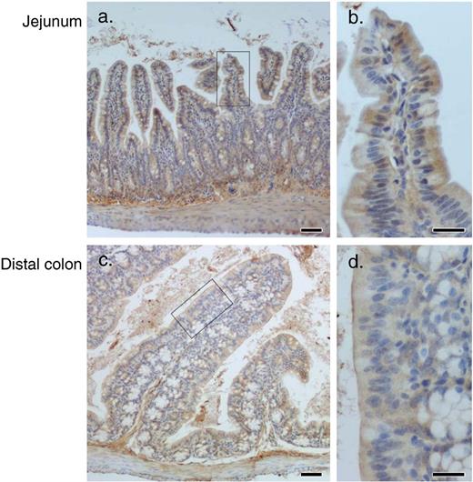 Expression of adrenomedullin (ADM) in mucosal epithelium of intestinal tract. Jejunum and distal colon were obtained from normal mice, and stained with rabbit anti-ADM antibody. Scale bar shown in panels a and c is 50 µm; scale bar shown in panels b and d is 20 µm.