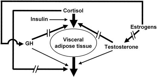 Hormonal regulation of abdominal visceral fat.[ Derived from Ref. 34.]