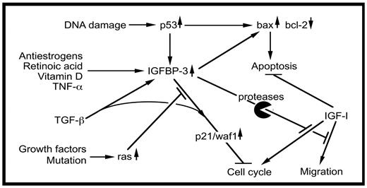 Overview of antiproliferative pathways potentially involved in IGFBP-3 action. A variety of agents and cellular effectors, including p53 (186), up-regulate IGFBP-3. IGFBP-3 can induce apoptosis by a mitochondrial pathway involving bax, even in the absence of wild-type p53 (299). IGFBP-3 inhibition of DNA synthesis may involve p21/waf1 up-regulation (184). It can be blocked by activation of the ras-dependent MAPK pathway (281). IGF stimulation of cell cycle and migration, and inhibition of apoptosis, may be inhibited by IGFBP-3, this effect being potentially reversible by the limited proteolysis of IGFBP-3.