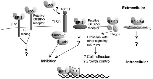 Proposed pathways of IGF-independent IGFBP action—a composite figure combining data from studies in a variety of cell types. TβRV and a 420-kDa protein have been proposed as serine/threonine kinase receptors for IGFBP-3 and IGFBP-5, respectively. Other putative IGFBP-3 receptors with undemonstrated signaling capacity have been proposed. IGFBP-3 stimulates TGFβ signaling via the Smad pathway, and this activity requires TβRII and is enhanced in the presence of TGFβ. IGFBP-1 (and possibly IGFBP-2) binds to α5β1 integrin, which could lead to cross-talk with other growth control-signaling pathways. IGFBP-2, IGFBP-3, and IGFBP-5 bind to proteoglycans but no signaling has been demonstrated. IGFBP-3 and IGFBP-5 are translocated to the nucleus by importin β and IGFBP-2 has also been identified there; IGFBP-3 has an identified nuclear partner, RXRα. Refer to the text for further details of these interactions.