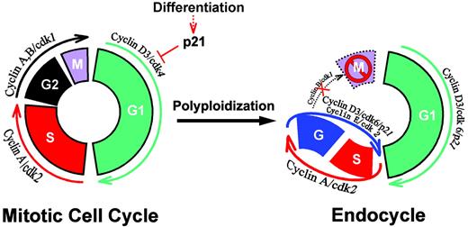 A proposed model of stromal cell polyploidy and decidualization. The phase-specific cell cycle regulators in the G1 phase (cyclin D3, p21, cdk4, cdk6, cyclin E, and cdk2) or in the S-G2-M phases (cyclin A, cyclin B, cdk1, and cdk2) are shown with respect to their association in mitotic cell cycle vs. endocycle. The coordinate regulation of cyclin D3 and cdk4 in decidualizing stromal cells suggests that these regulators play roles in proliferation. However, the expression of p21 with concomitant down-regulation of cyclin D3 and cdk4 supports the view that cell proliferation ceases with the development of the PDZ. Furthermore, a switch from cdk4 to cdk6 with sustained expression of cyclin D3 and p21 in cells within the SDZ is consistent with the progression through the G phase for the onset of endocycle. This is further supported by the expression of cyclin E, cyclin A, and cdk2 in the polyploid cells for successful progression in G and S phases of the endocycle pathway. The absence of cyclin B and cdk1 probably plays a role to initiate the first endocycle.