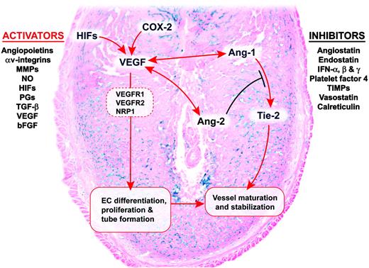 A scheme showing angiogenic signaling in the uterus during implantation. Increased vascular permeability and angiogenesis at the site of the blastocyst are two hallmarks of the implantation process. The proangiogenic factor VEGF and its receptor Flt1 (VEGFR1) and Flk1 (VEGFR2) are primarily important for uterine vascular permeability and angiogenesis before and during the attachment phase of the implantation process, whereas VEGF in complementation with the angiopoietins (Ang1 and Ang2) and their receptor Tie-2 directs angiogenesis during decidualization. Furthermore, HIFs and COX-2-derived prostaglandins PGs are important for uterine angiogenesis during implantation and decidualization and primarily target the VEGF, but not the angiopoietin, system. Ang1 in collaboration with VEGF induces vessel maturation and maintains vessel leakiness, whereas Ang2 induces vessel destabilization required for further sprouting in the presence of VEGF. Flk1lacZ mice were used to study angiogenesis during implantation. LacZ-stained (blue) blood vessels are shown at the implantation site on d 8 of pregnancy. EC, Endothelial cells; NO, nitric oxide; bFGF, basic FGF; IFN-α, interferon α.