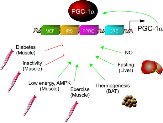 Regulation of PGC-1α transcription. PGC-1α levels are elevated by various stimuli in different tissues. Many of the signaling pathways activated in these contexts converge on the functional DNA binding elements that have been identified so far in the PGC-1α promoter region. Moreover, PGC-1α regulates its own transcription in a positive autoregulatory loop. Interestingly, many of the transcription factors involved in PGC-1α regulation are also downstream binding partners for PGC-1α, such as Foxo1, PPARγ, or MEF2. NO, Nitric oxide; IRS, insulin responsive sequence (binding site for Foxo1); PPRE, PPAR response element; CRE, cAMP responsive element.