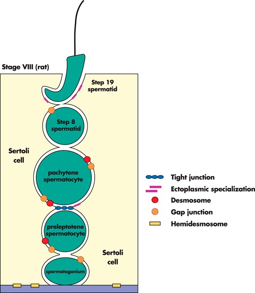 An illustration of the different types of cell junctions in the seminiferous epithelium of the adult rat testis. There are 4 types of cell junctions in the testis: TJs, ectoplasmic specializations, desmosomes, and gap junctions.