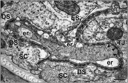 An electron micrograph of the blood-testis barrier in the adult rat testis. The blood-testis barrier is comprised of TJs, basal ectoplasmic specializations (ESs), desmosomes (DSs), and gap junctions (data not shown). TJs are typified by “kisses,” regions of contact between Sertoli cell plasma membranes (arrowheads). The basal ES is characterized by bundles of actin microfilaments (asterisks) positioned between the Sertoli cell plasma membrane and cisternae of endoplasmic reticulum (er). DSs are typified by electron dense material between Sertoli cells. Scale bar, 0.75 μm. (Reproduced from figure 4A of Sarkar et al [267] and used with permission).