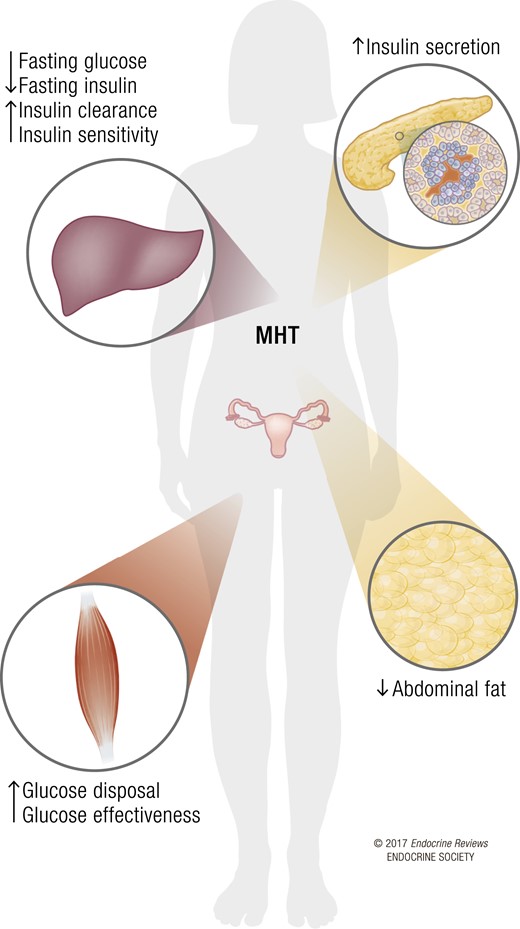 Effects of MHT on glucose homeostasis. The weight of evidence argues for a beneficial role of MHT on pancreatic β cells, skeletal muscle, liver, and adipose tissue in postmenopausal women. This is associated with decreased abdominal fat, decreased fasting glucose and insulin, improved glucose effectiveness and insulin sensitivity, and a reduced incidence of diabetes.