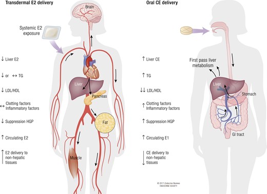 Comparison of transdermal E2 and oral CE delivery. Transdermal E2 delivery provides the ability to administer unmetabolized E2, at lower doses, directly to the blood stream, with enhanced delivery to nonhepatic tissues and with minimal stimulation of hepatic protein production, but lower suppression of HGP and the low-density lipoprotein (LDL)/high-density lipoprotein (HDL) cholesterol ratio compared with oral estrogen delivery. In contrast, oral estrogen (CE or E2) delivery leads to first-pass hepatic metabolism and necessitates higher doses of estrogen to achieve efficient delivery to nonhepatic tissues. Oral estrogen delivery also leads to increased hepatic production of coagulation and inflammatory factors, but better suppression of HGP and the LDL/HDL cholesterol ratio than oral delivery. TG, triglycerides.