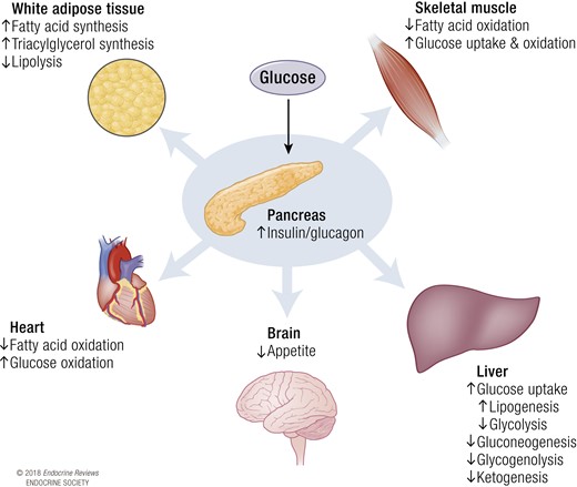 Systemic response to insulin. Upon glucose sensing, the pancreas increases the insulin/glucagon ratio. The rise in insulin stimulates many metabolic processes in the key metabolic organs: the liver, heart, brain, white adipose tissue, and skeletal muscle. Collectively, these metabolic processes switch metabolism from a preference of fatty acid oxidation to glucose uptake and oxidation.