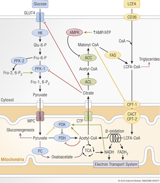 Mechanism of reciprocal inhibition of glucose and fatty acid oxidation. When glucose uptake and consumption increases, fatty acid oxidation is suppressed by malonyl-CoA’s allosteric inhibition of CPT-1, and increased pyruvate from glycolysis inhibits PDK, which stimulates glucose oxidation (yellow lines). CPT-1 inhibition increases the concentration of LCFA-CoAs, which then are used for triglyceride synthesis and stored (pink arrow). Vice versa, when fatty acid oxidation is high, glucose uptake, glycolysis, and pyruvate oxidation are decreased (red lines) because rising levels of acetyl-CoA and NADH impede PDH activity. Additionally, increased citrate levels inhibit GLUT4 and PFK-1. PFK-1 inhibition results in increased glucose-6-phosphate concentrations that inhibit HK. A decrease in pyruvate oxidation enables pyruvate to be used as either a gluconeogenic precursor or, in energetically demanding tissues, a substrate for PC, which produces oxaloacetate that is used as anaplerotic substrate (purple arrows). During caloric restriction, the rise in AMP/ATP activates AMPK, which inhibits ACC, stimulating fatty acid uptake by the mitochondria via CPT-1. ACL, ATP-citrate lyase; CACT, carnitine acylcarnitine translocase; CTP, citrate transport protein; CYTO, cytosol; FAS, fatty acid synthase; LCFA, long-chain fatty acid; MITO, mitochondria; MPC, mitochondrial pyruvate carrier; PC, pyruvate carboxylase. Green arrows indicate stimulatory reactions.