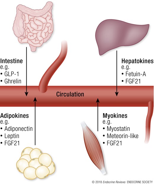 Circulating factors not produced by specific endocrine glands are involved in metabolic flexibility. Examples include those that are produced by the intestine, adipocytes (adipokines), muscle (myokines), and liver (hepatokines) and released into the bloodstream. These endocrine factors act on metabolism through paracrine and endocrine signaling, and distal organs include skeletal muscle, adipose tissue, liver, pancreas, heart, and brain. Much is currently unknown about these endocrine factors. See “Other endocrine factors affecting metabolic flexibility” for a brief description of some examples and their role in regulation of metabolic flexibility.